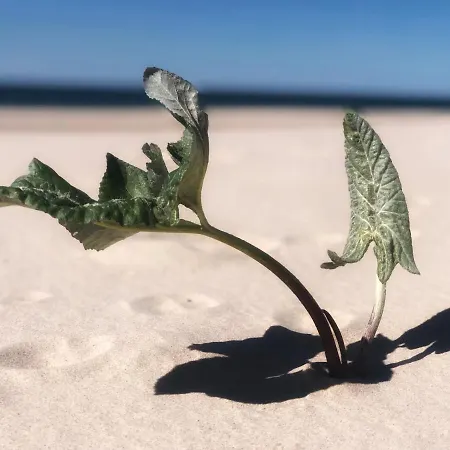 Apartmán Przytulny Debina