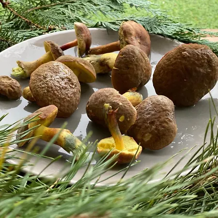 Przytulny Debina Apartmán