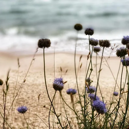 Przytulny Debina * Debina (Ustka)