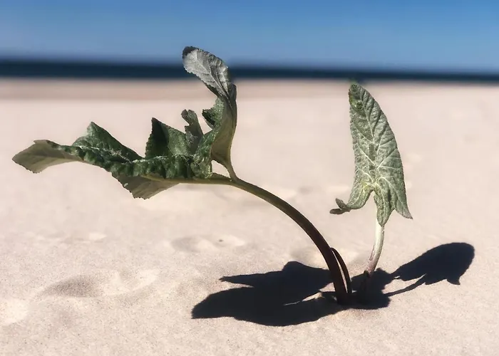 Lägenhet Przytulny Debina