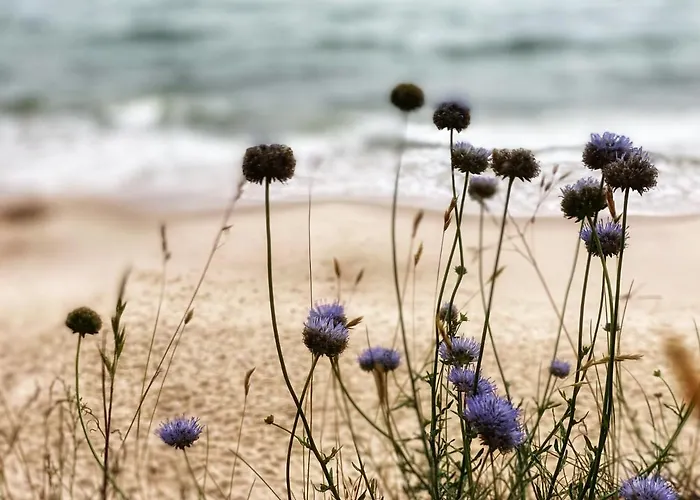 Przytulny Debina * Debina (Ustka)